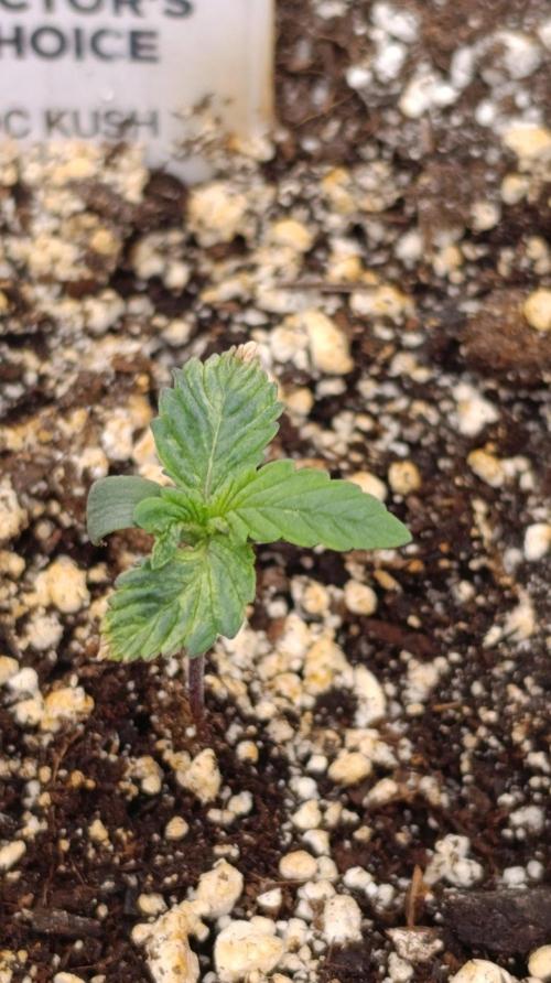 DC Kush. Week 1
