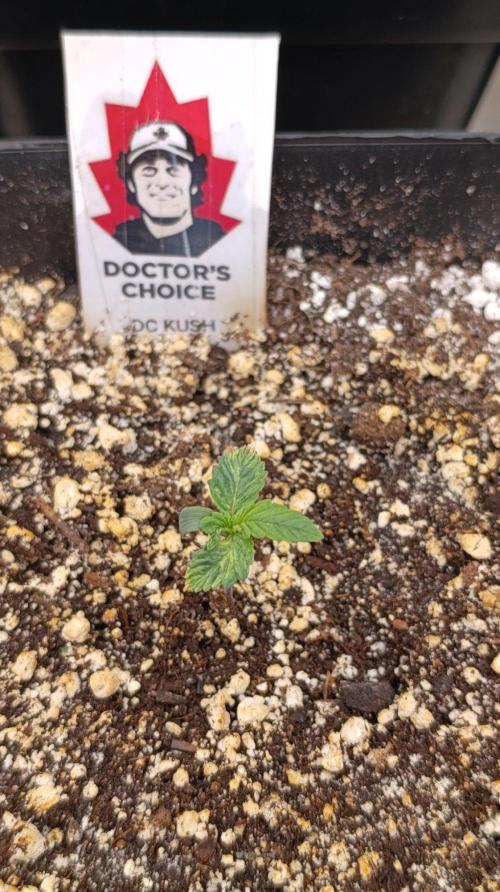 DC Kush. Week 1