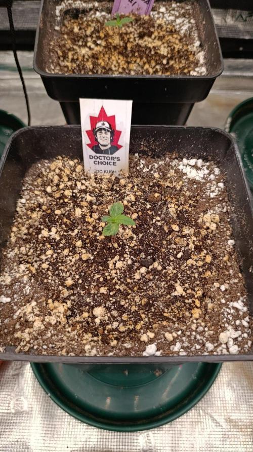 DC Kush. Week 1