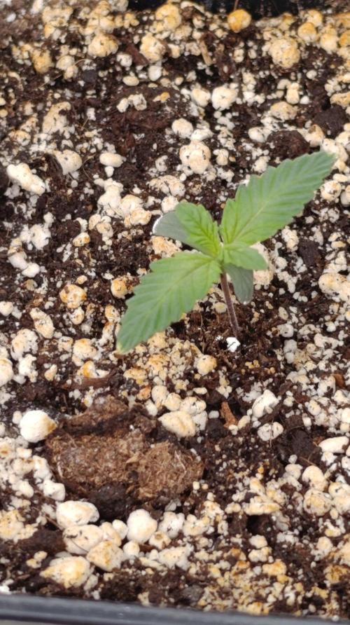 Lord Kush. Week 1