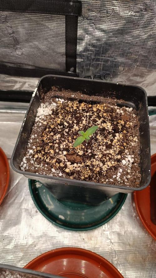 Lord Kush. Week 1