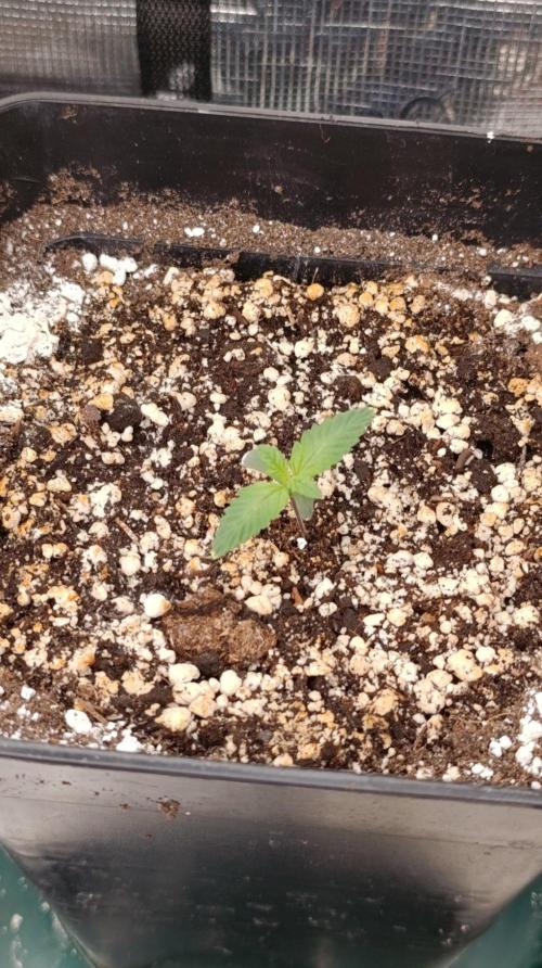 Lord Kush. Week 1