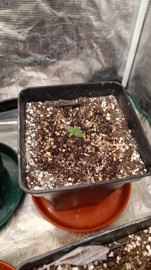 GR-APE. Week 1