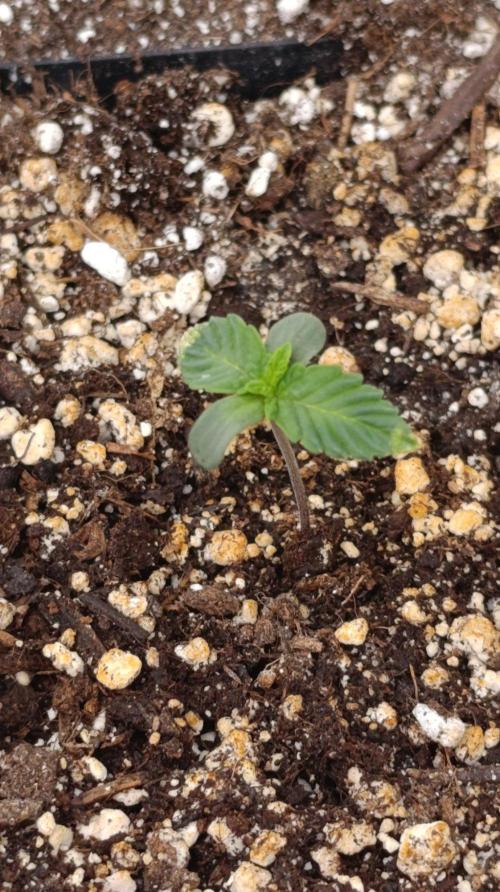 GR-APE. Week 1