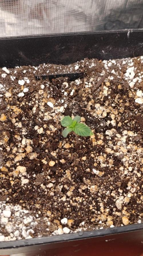 GR-APE. Week 1