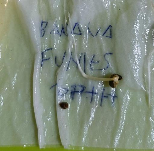 Banana Fumes. Week 0