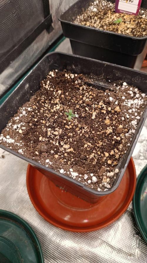Banana Fumes Round II. Week 1