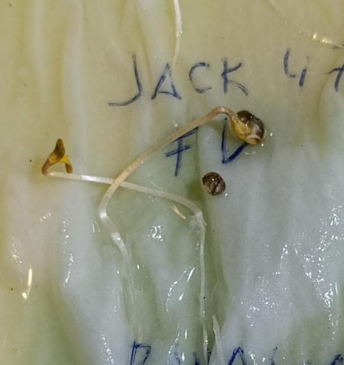 Jack 47 Fast Version. Week 0