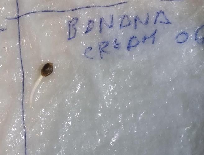 Banana Cream OG. Week 0