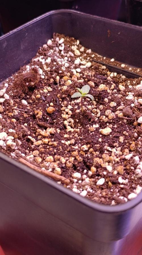 Jack 47 FV. Week 1