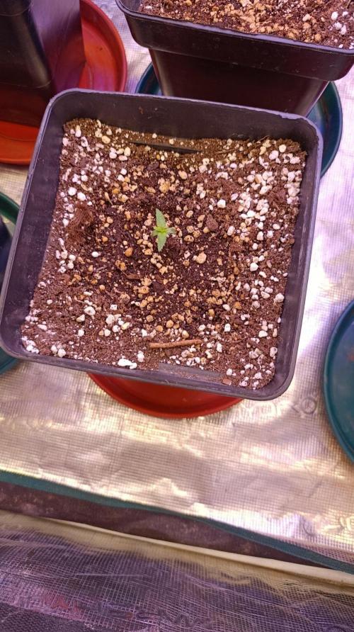 Jack 47 FV. Week 1