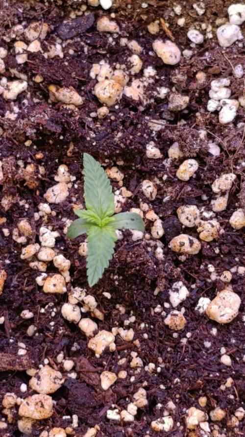 Jack 47 FV. Week 1