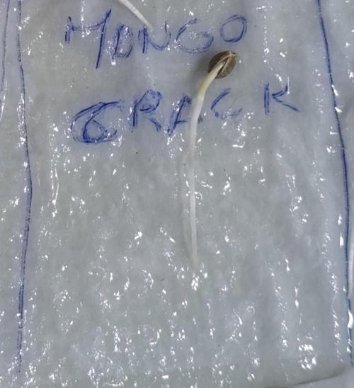 Mango Crack. Week 0