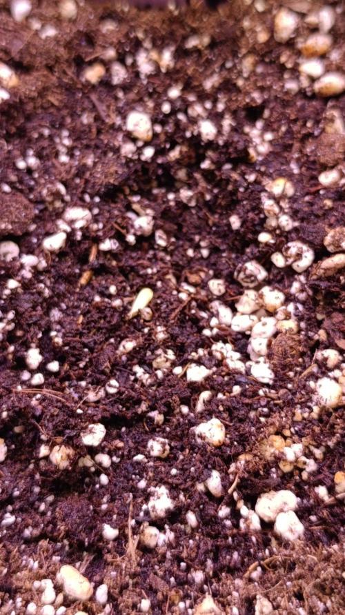 Mango Crack. Week 0