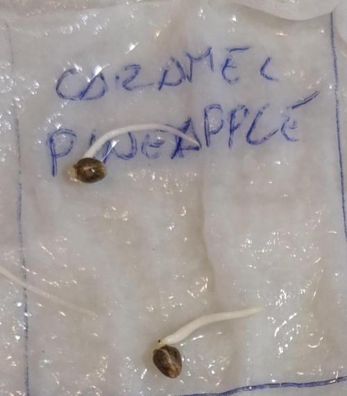 Caramel Pineapple. Week 0