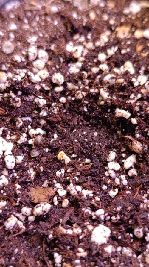 Banana Cake Pop. Week 0