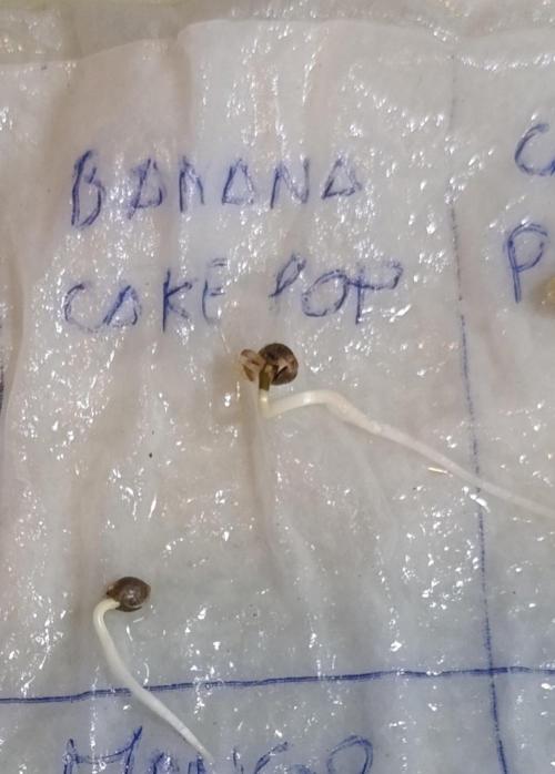 Banana Cake Pop. Week 0