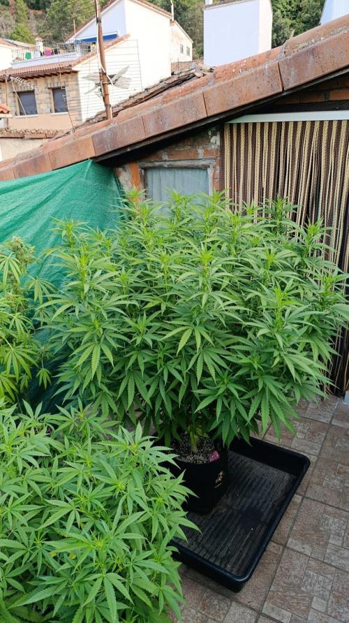 Gello Z & Xpertnutrients. Week 13