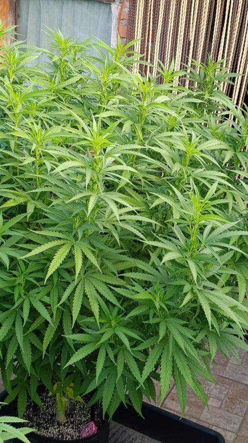Gello Z & Xpertnutrients. Week 13