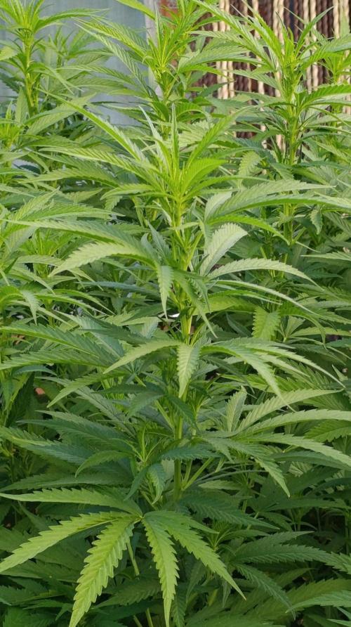Gello Z & Xpertnutrients. Week 13