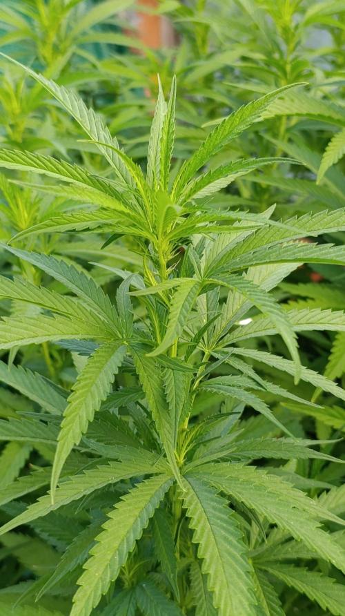 Gello Z & Xpertnutrients. Week 13