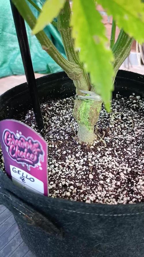 Gello Z & Xpertnutrients