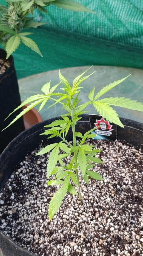 Niagara Outdoor Season. Week 4