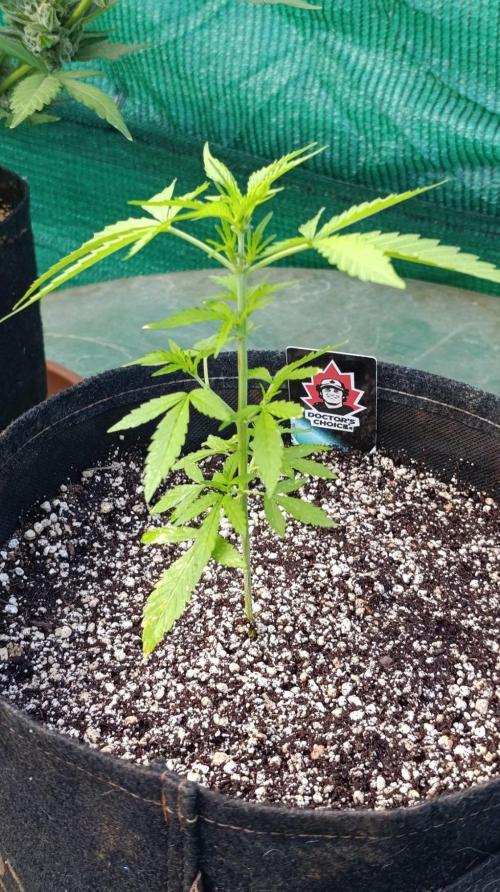 Niagara Outdoor Season. Week 4