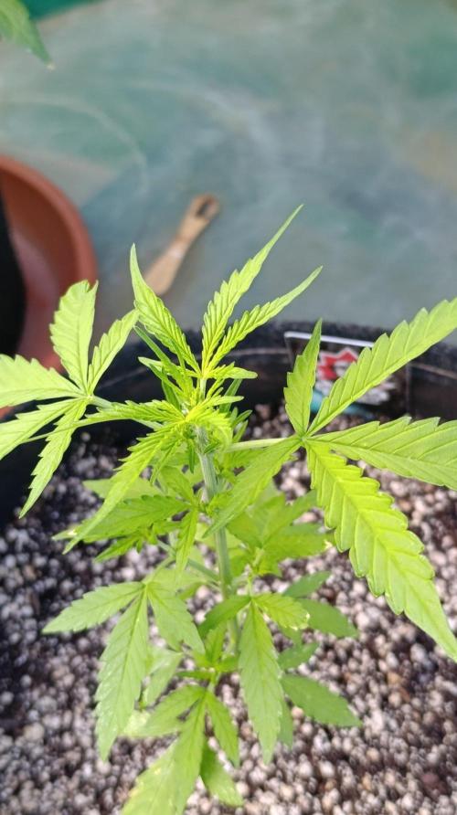 Niagara Outdoor Season. Week 4