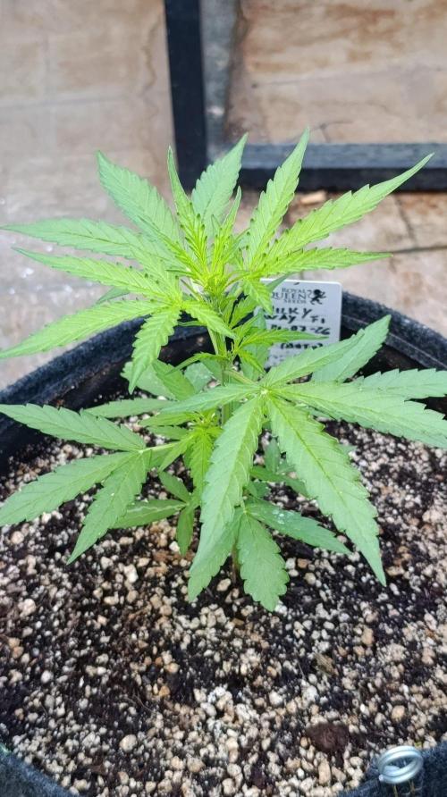 Milky Way F1 Auto. Week 4