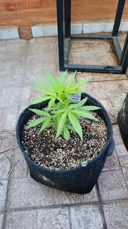 Milky Way F1 Auto. Week 4
