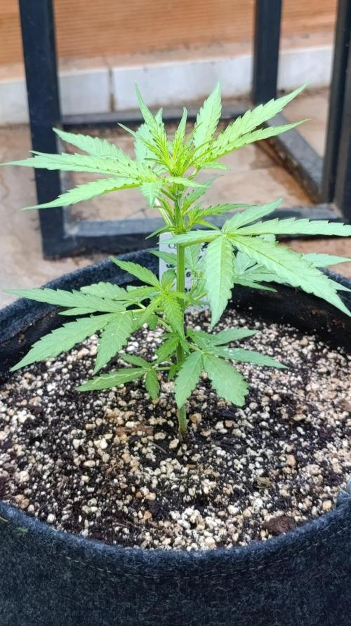 Milky Way F1 Auto. Week 4