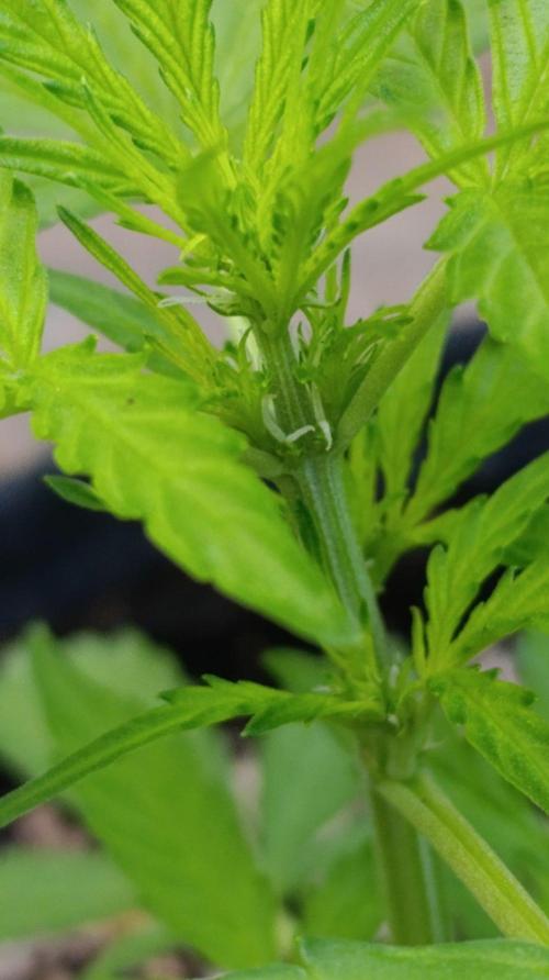 Milky Way F1 Auto. Week 4