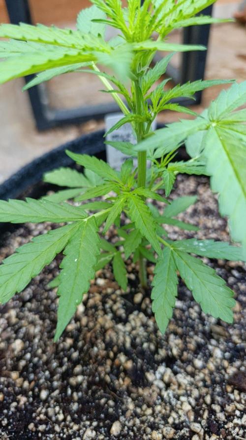 Milky Way F1 Auto. Week 4