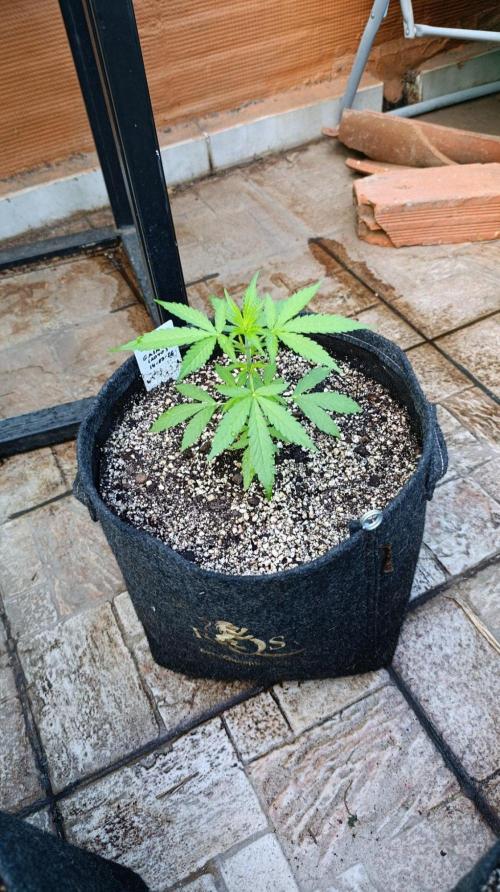 Gaia F1 Auto. Week 4