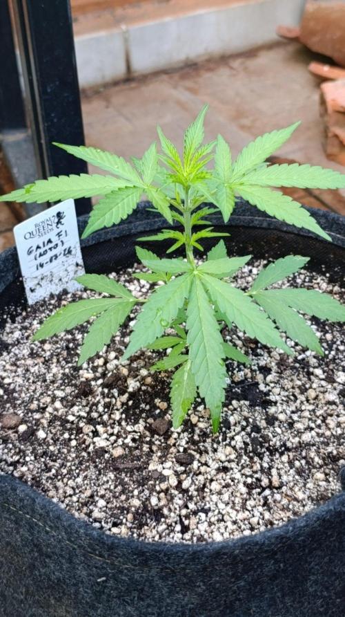 Gaia F1 Auto. Week 4
