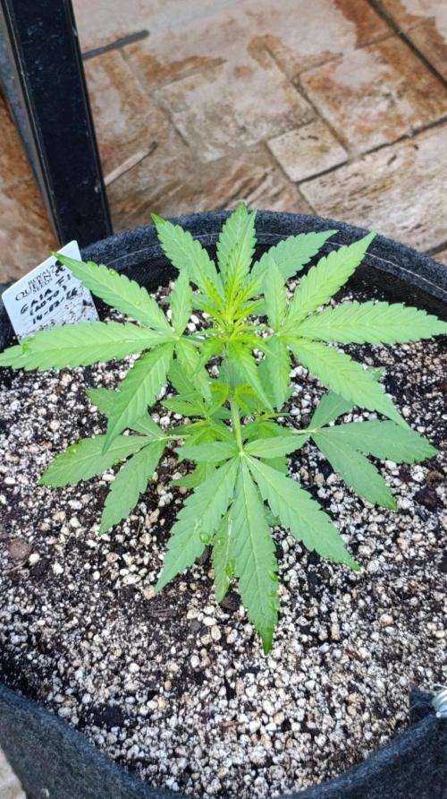 Gaia F1 Auto. Week 4