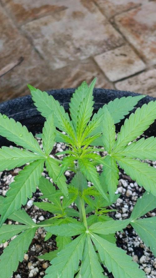 Gaia F1 Auto. Week 4