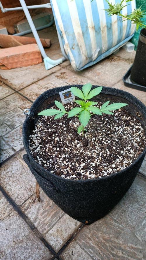 Papaya Zoap Auto. Week 3