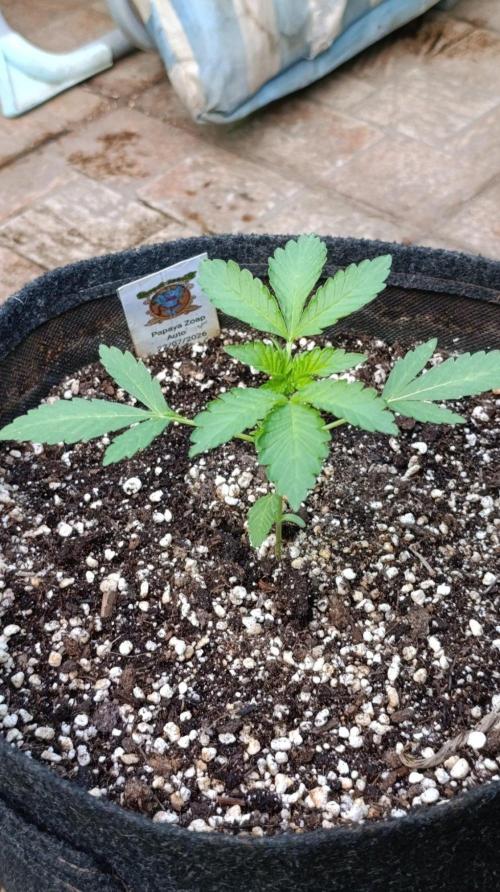 Papaya Zoap Auto. Week 3