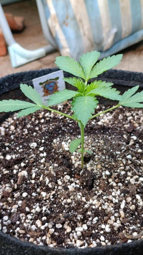 Papaya Zoap Auto. Week 3