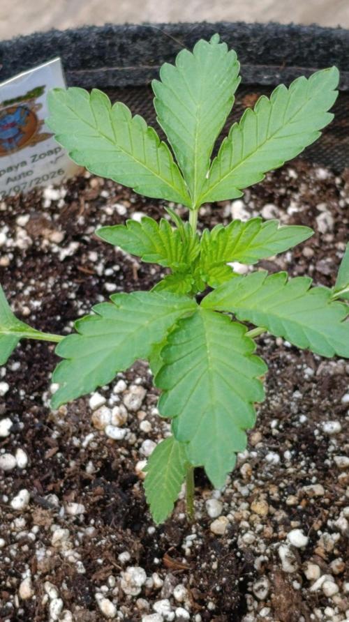 Papaya Zoap Auto. Week 3