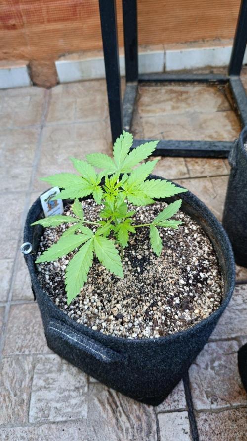 Super Boof XL Auto Outdoor. Week 3