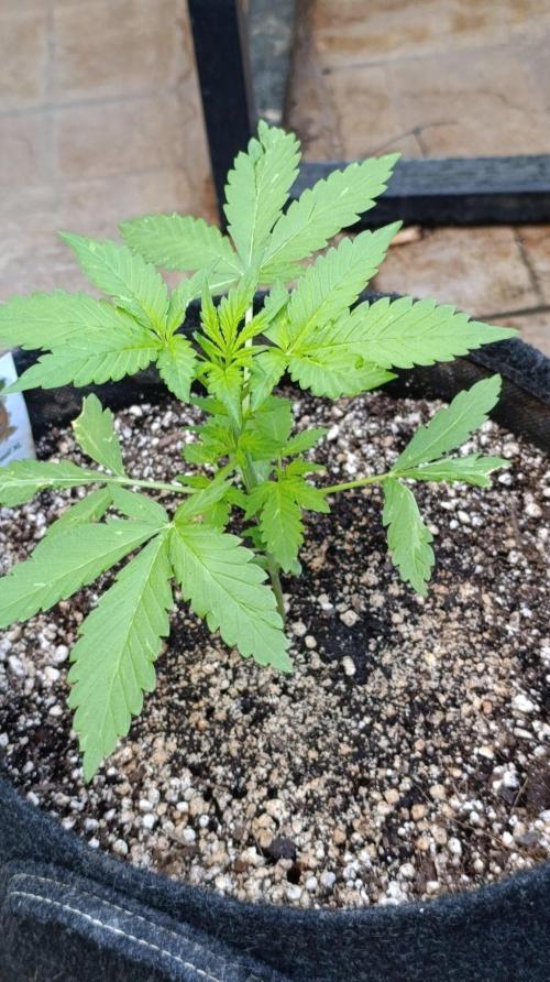 Super Boof XL Auto Outdoor. Week 3