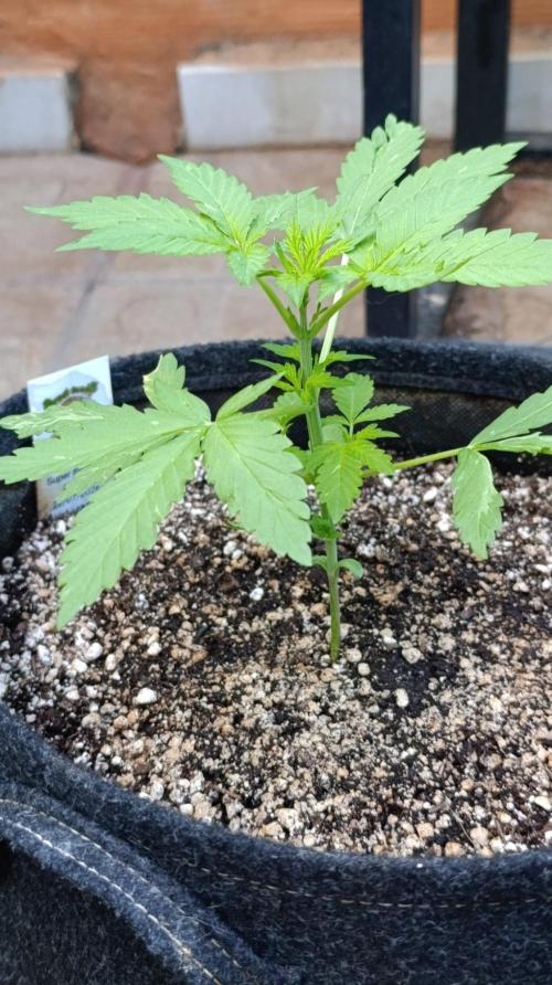 Super Boof XL Auto Outdoor. Week 3