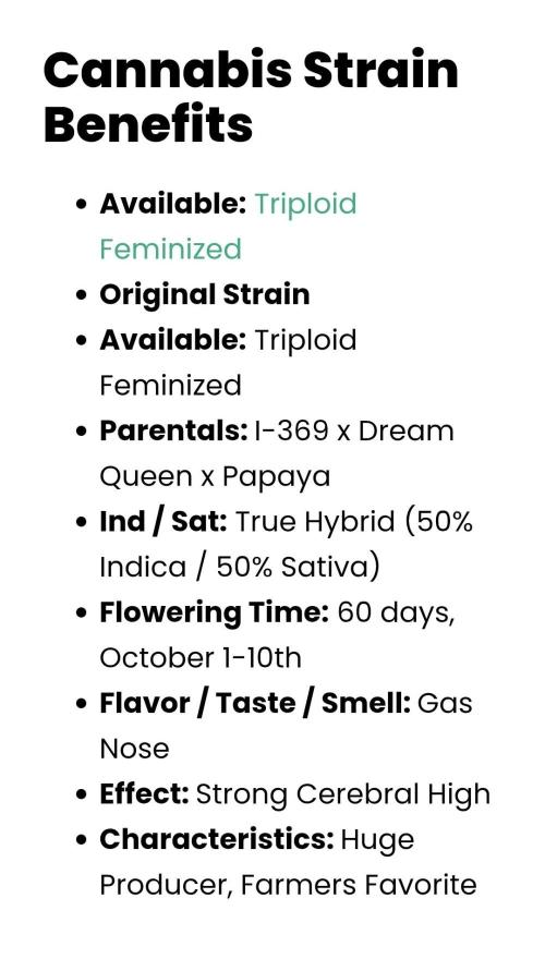 California Octane Triploid. Week 0