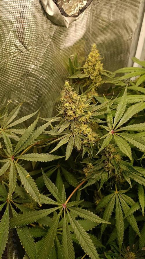 Variegated Parmigiano. Week 14