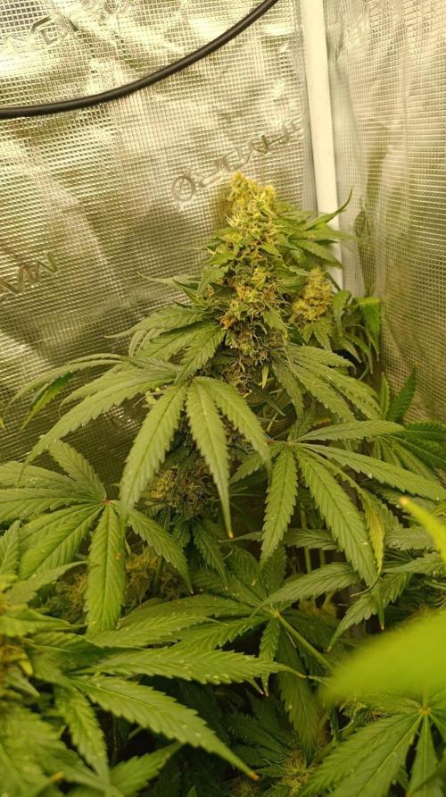 Variegated Parmigiano. Week 14