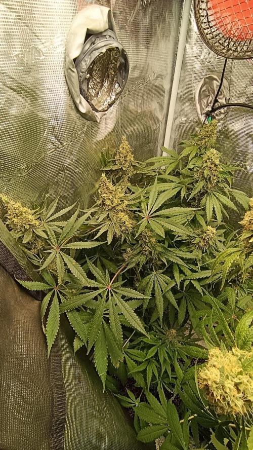 Variegated Parmigiano. Week 14