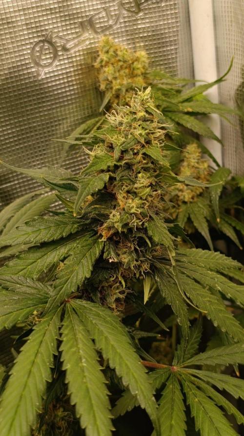 Variegated Parmigiano. Week 14